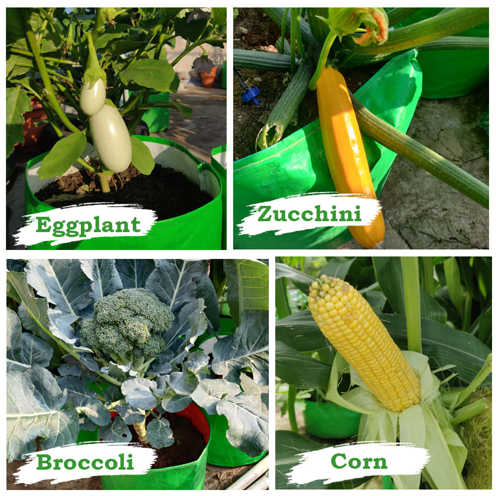 OrganicBazar 18x12 Grow Bag for Vegetable Gardening, Premium HDPE 260 GSM, Green Plant Bags for Home Garden