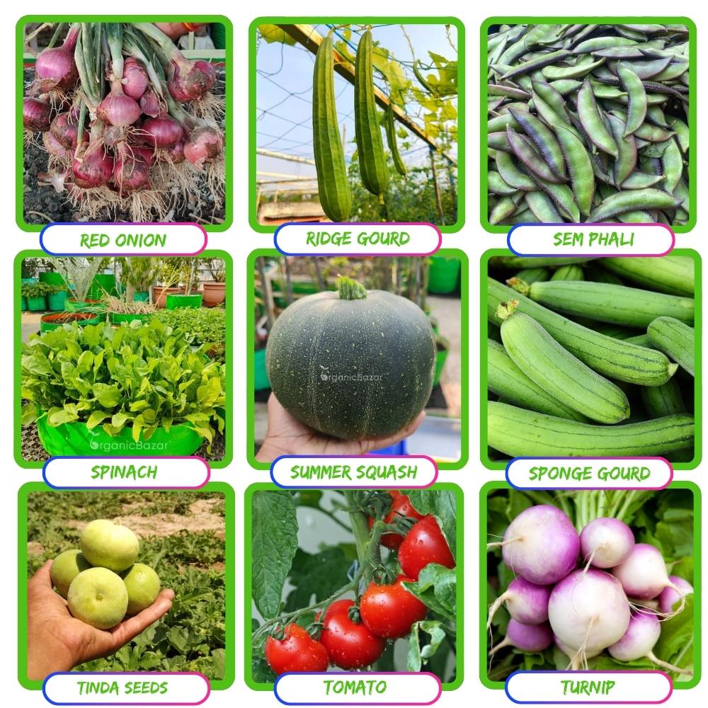 35 Variety Of Vegetable Seeds Kit With High Germination Rate (8800 Seeds)