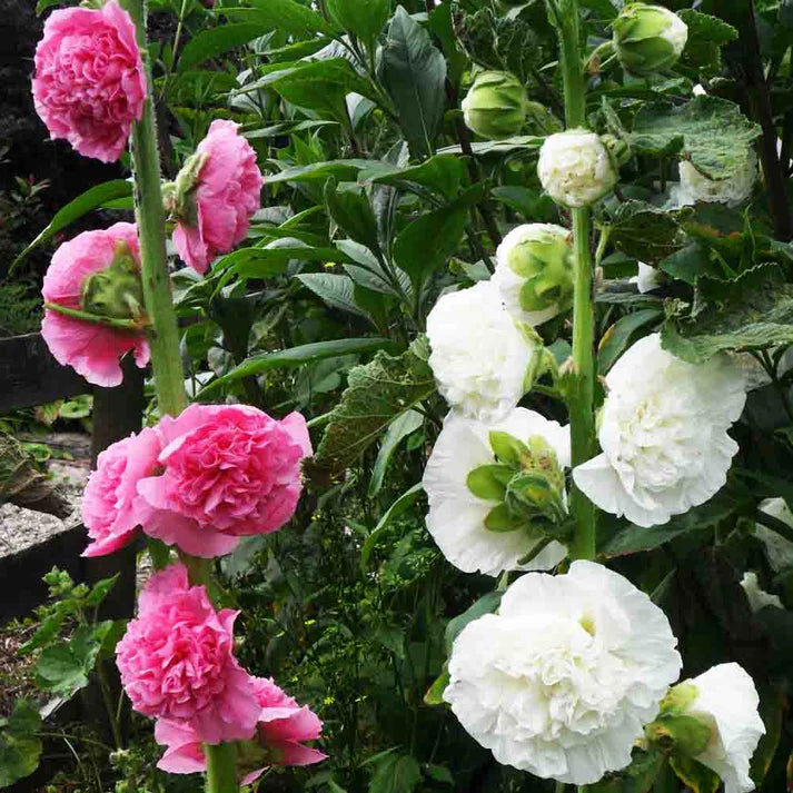 Hollyhocks Double Dwarf Mix Seeds - 50 Seeds (Gulkhera/गुलखैरा के बीज)