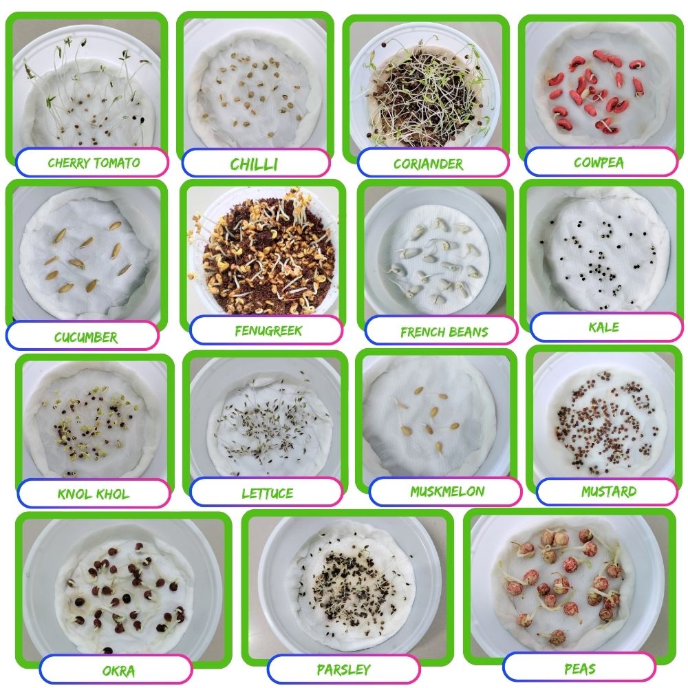 45 Variety of Vegetable Seeds kit With High Germination Rate