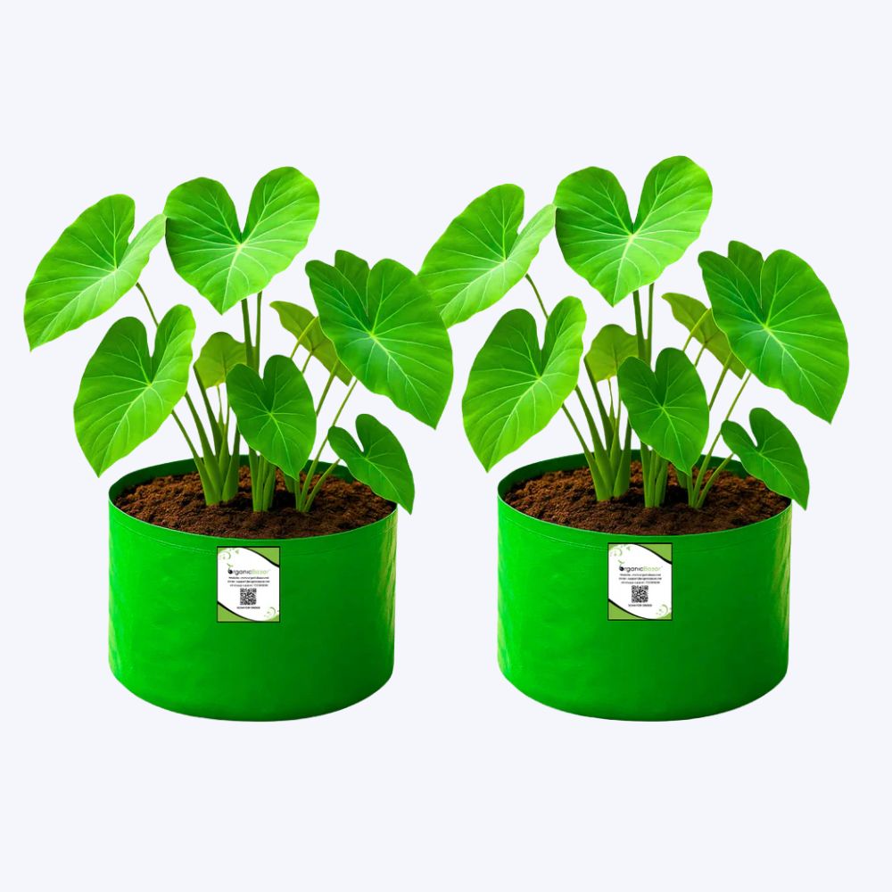 OrganicBazar 9x6 Small Grow Bag for Terrace Garden, Premium HDPE 260 GSM, Green Plant Bags
