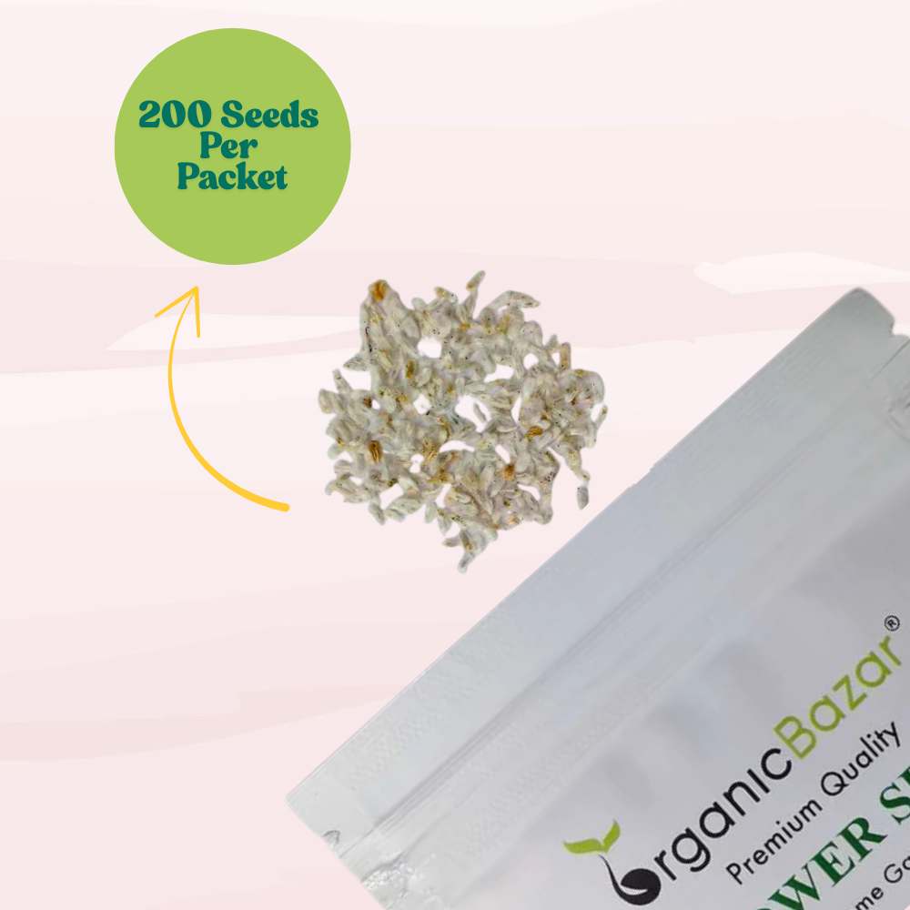 Acroclinium Double Mix Seeds (200 Seeds) Easy To grow / Perfect for pots, balconies, or Terrace gardens