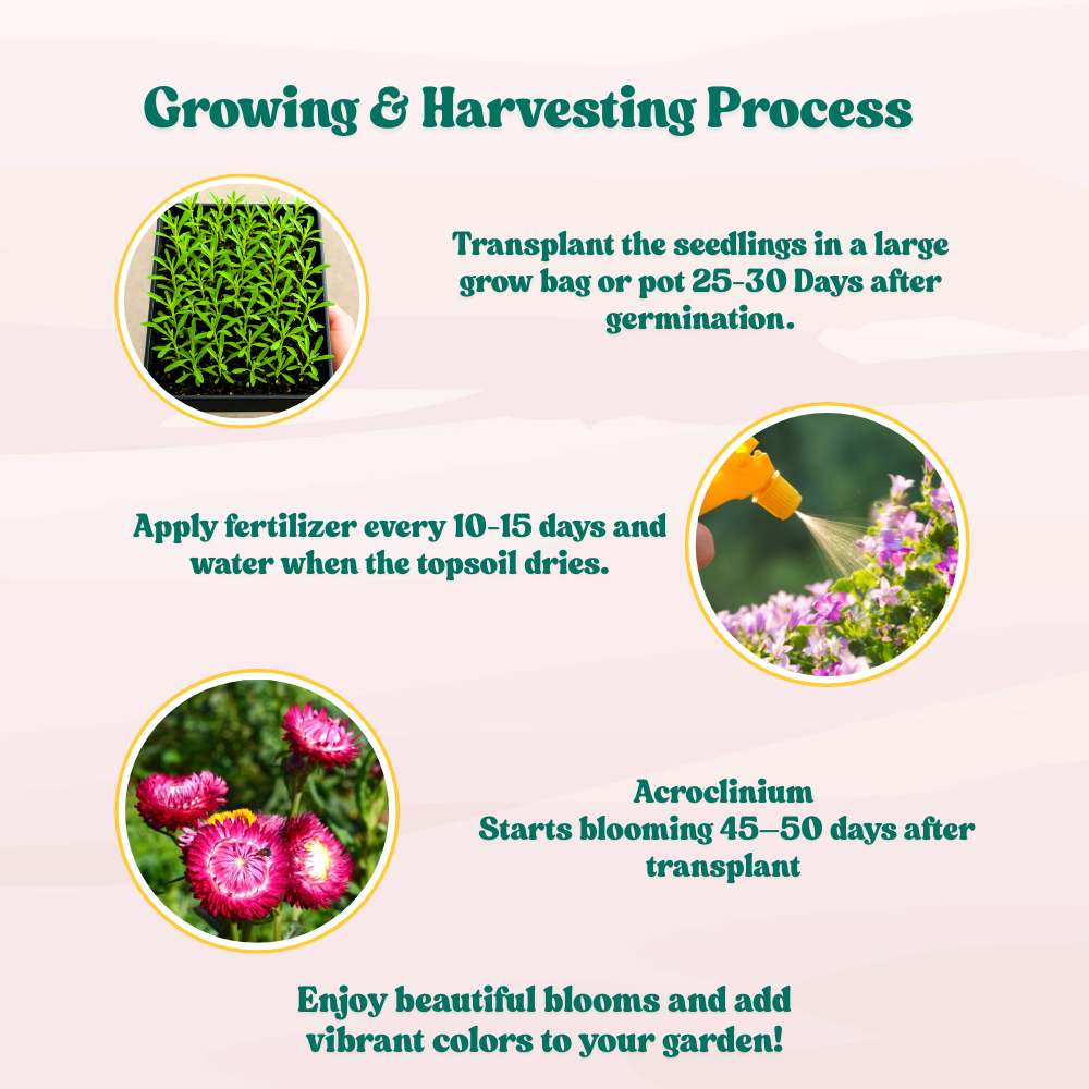 Acroclinium Red Flower Seeds (200 Seeds) Easy To grow / Perfect for pots, balconies, or Terrace gardens