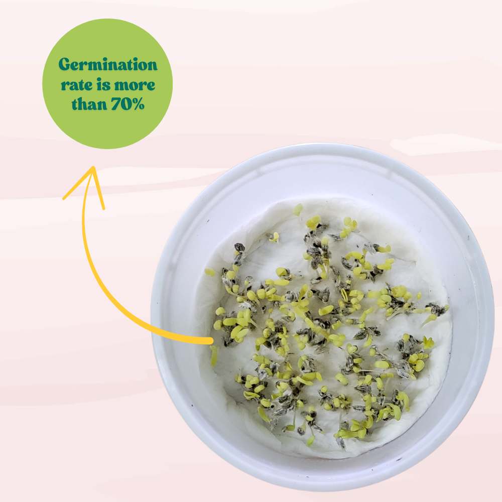 Acroclinium White Flower Seeds (200 Seeds) Easy To grow / Perfect for pots, balconies, or Terrace gardens