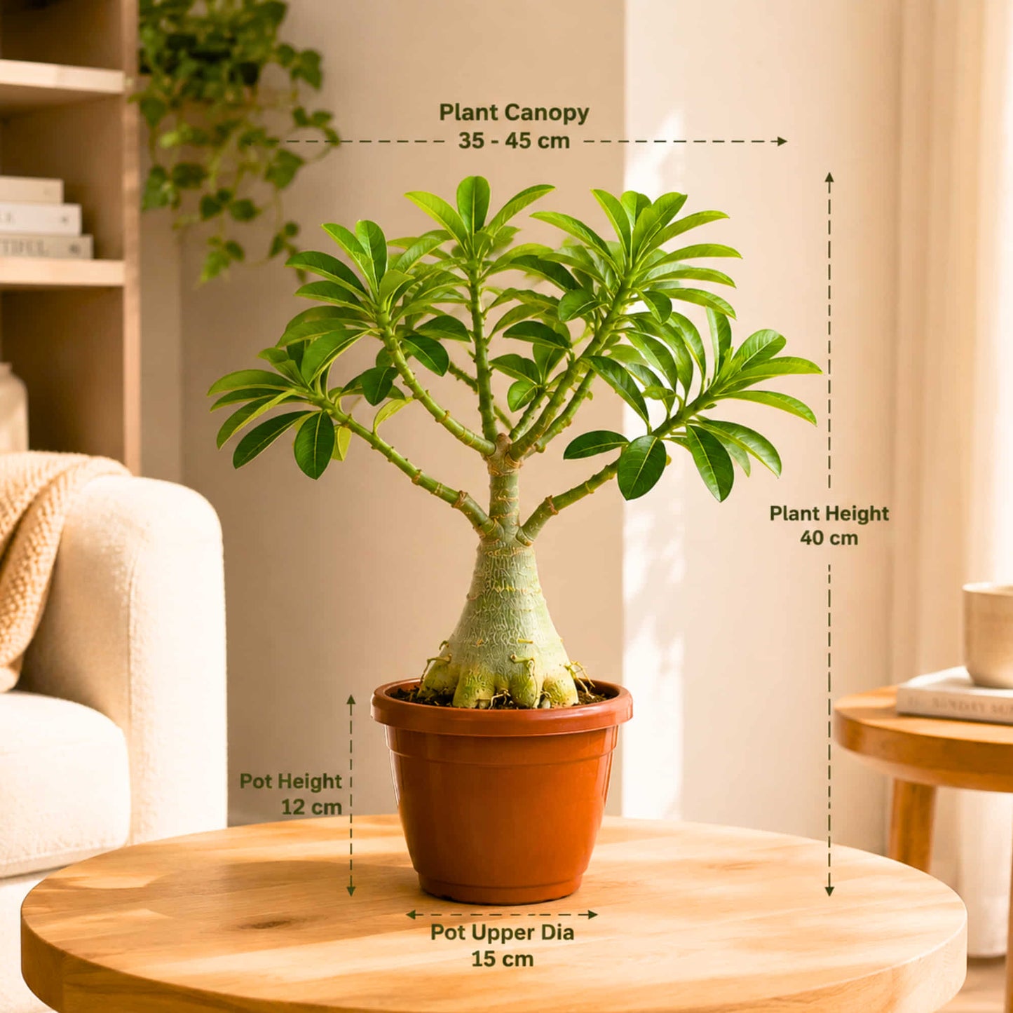 Adenium Plant – Random Colour Flowering Live Plant