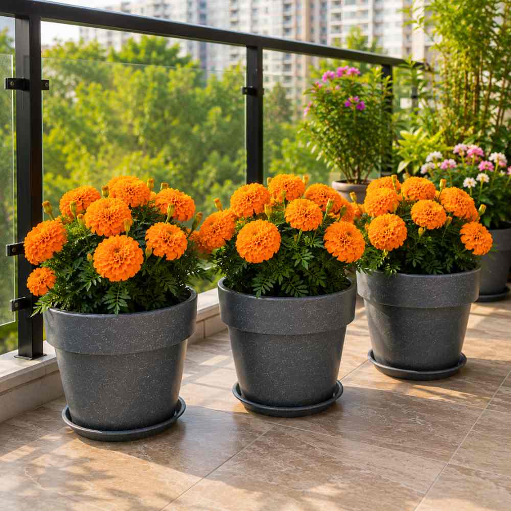 African Marigold (Genda) Dwarf Orange Seeds - 30 Seeds (गेंदा के बीज) High Germination/ Easy To grow/ Perfect for pots, balconies, or Terrace gardens