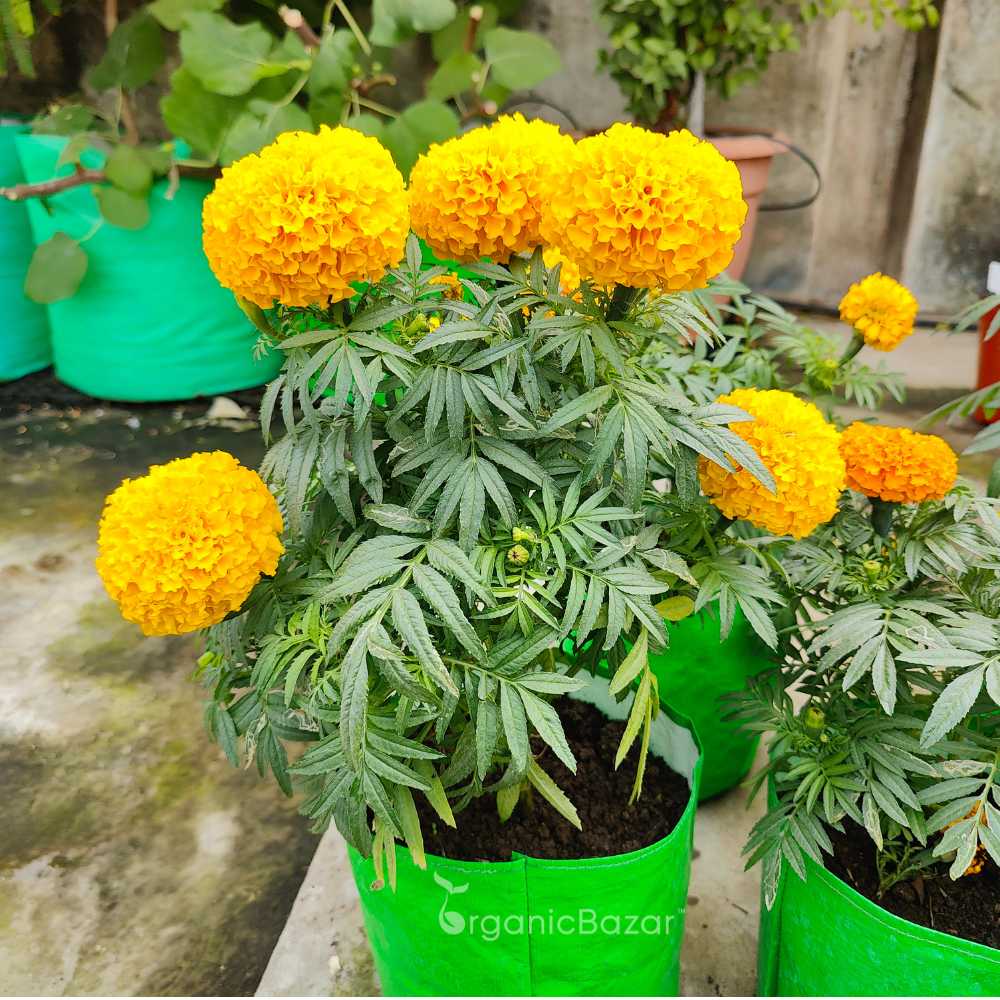 African Marigold Dwarf Yellow Seeds - 30 Seeds (गेंदा के बीज) High Germination/ Easy To grow/ Perfect for pots, balconies, or Terrace gardens