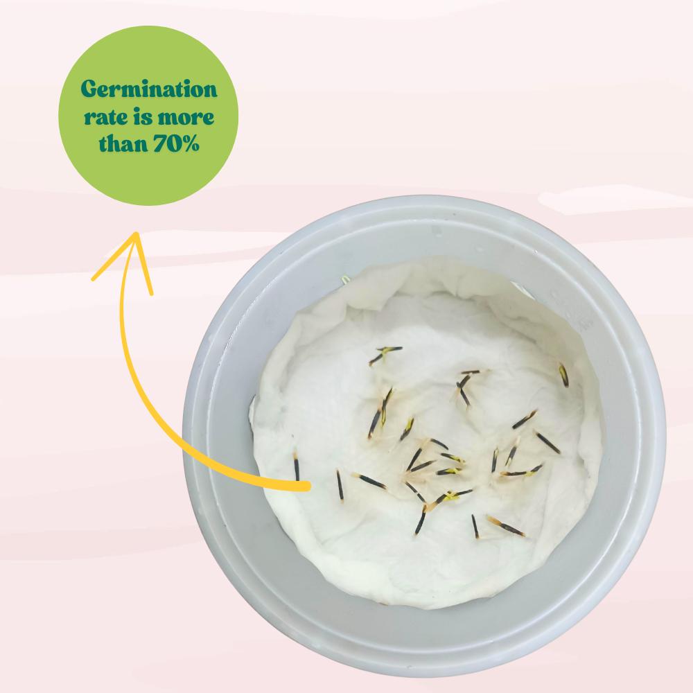 African Marigold (Genda) Dwarf Orange Seeds - 30 Seeds (गेंदा के बीज) High Germination/ Easy To grow/ Perfect for pots, balconies, or Terrace gardens