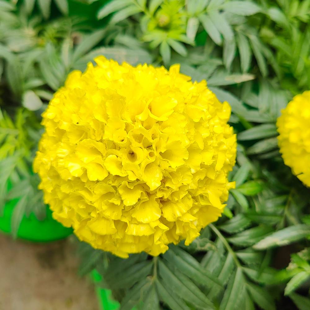 African Marigold Dwarf Yellow Seeds - 30 Seeds (गेंदा के बीज) High Germination/ Easy To grow/ Perfect for pots, balconies, or Terrace gardens