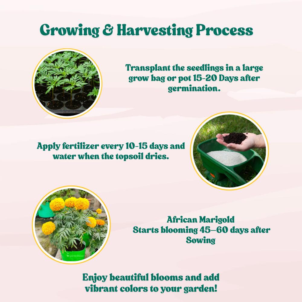 African Marigold Dwarf Yellow Seeds - 30 Seeds (गेंदा के बीज) High Germination/ Easy To grow/ Perfect for pots, balconies, or Terrace gardens