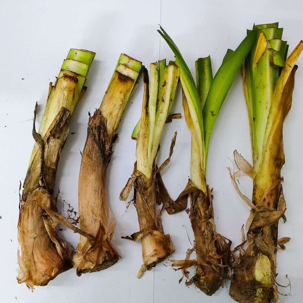 Agapanthus Blue Flower Bulbs