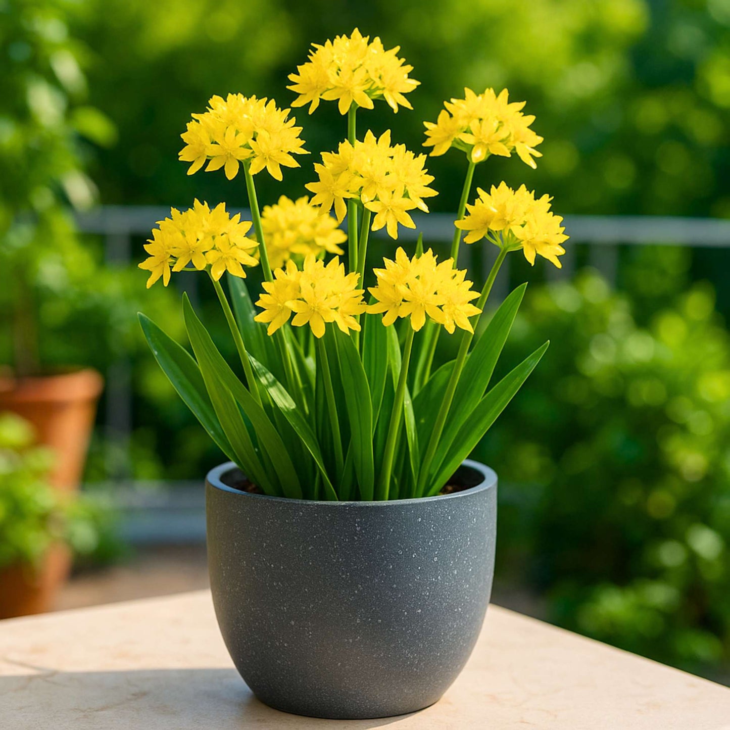 Allium Molly (Yellow) Flower Bulbs (05 Bulbs)