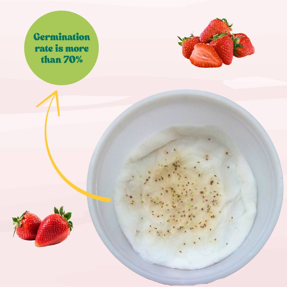 Alpine Strawberries Seeds - 200 Seeds (अल्पाइन स्ट्रॉबेरी के बीज) High Germination/Grow Juicy Strawberries at Home