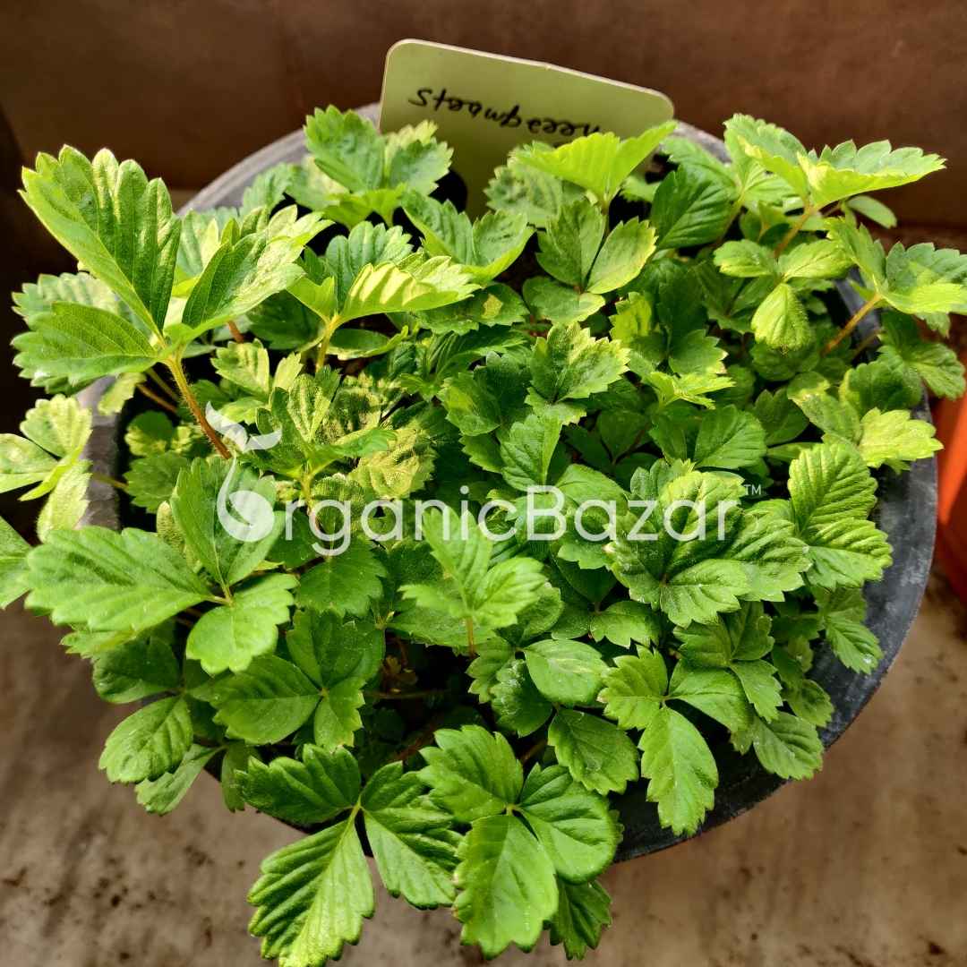 Alpine Strawberries Seeds - 200 Seeds (अल्पाइन स्ट्रॉबेरी के बीज) High Germination/Grow Juicy Strawberries at Home