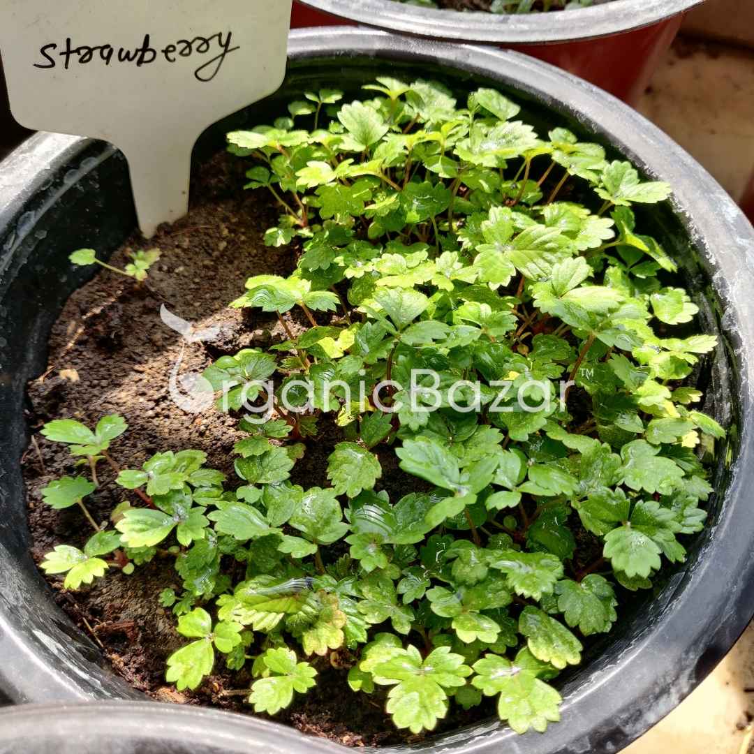 Alpine Strawberries Seeds - 200 Seeds (अल्पाइन स्ट्रॉबेरी के बीज) High Germination/Grow Juicy Strawberries at Home
