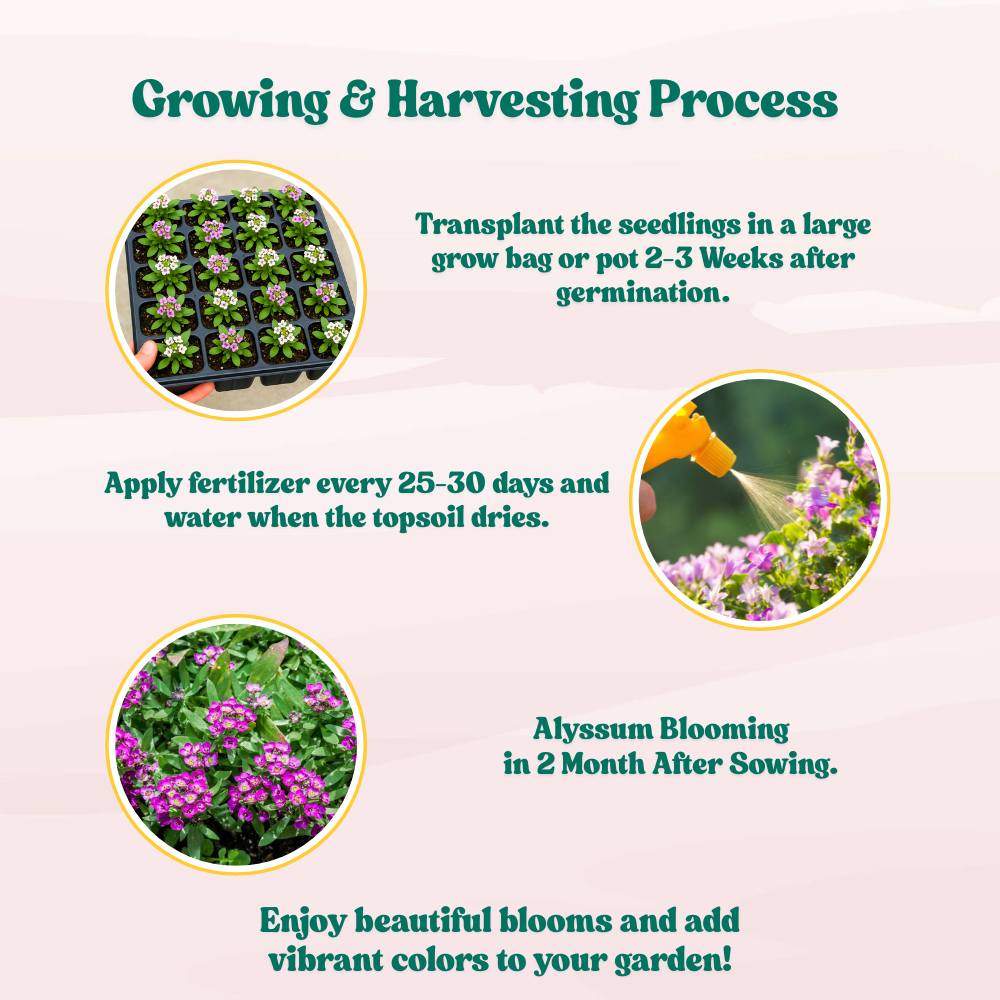 Alyssum Rose-O-Day Rose Seeds (200 Seeds) High Germination/Easy To grow/ Perfect for pots, balconies, or Terrace gardens