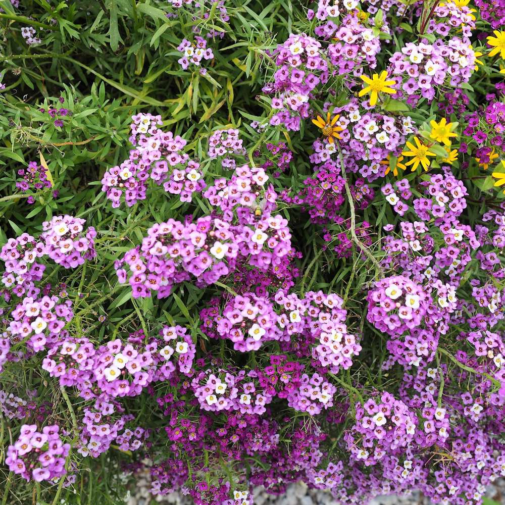 Alyssum Royal Carpet Blue Seeds (200 Seeds) High Germination/Easy To grow/ Perfect for pots, balconies, or Terrace gardens