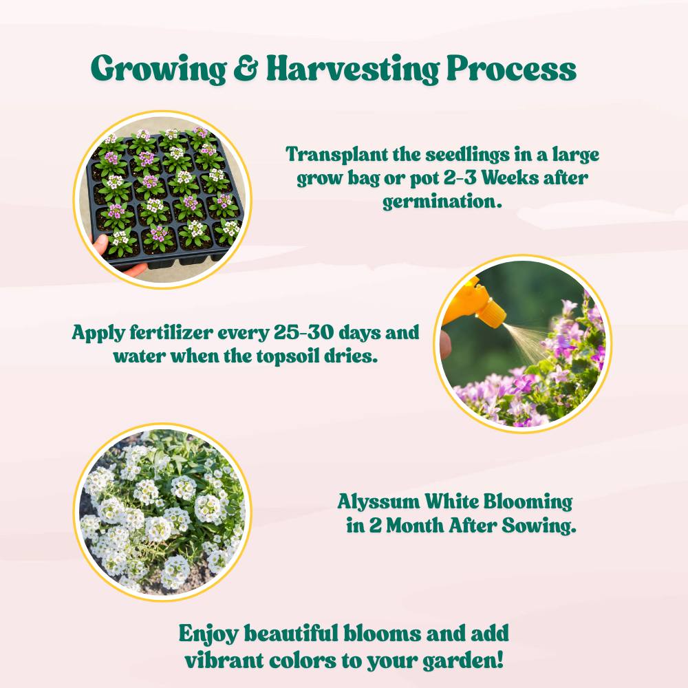 Alyssum White Flower Seeds (200 Seeds)