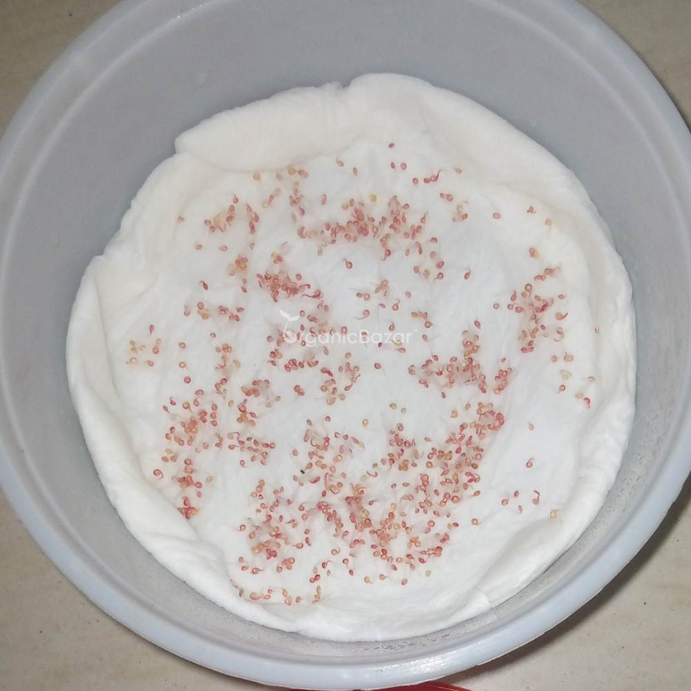 Amaranthus Caudatus Love Lies Bleeding Seeds (200 Seeds) High Germination/ Easy To grow/ Perfect for pots, balconies, or Terrace gardens