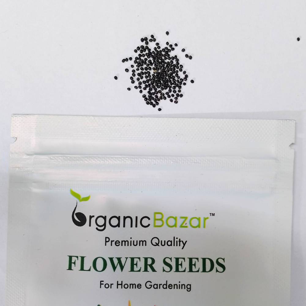 Amaranthus Tricolor Molten fire Seeds (200 Seeds) igh Germination/ Easy To grow/ Perfect for pots, balconies, or Terrace gardens