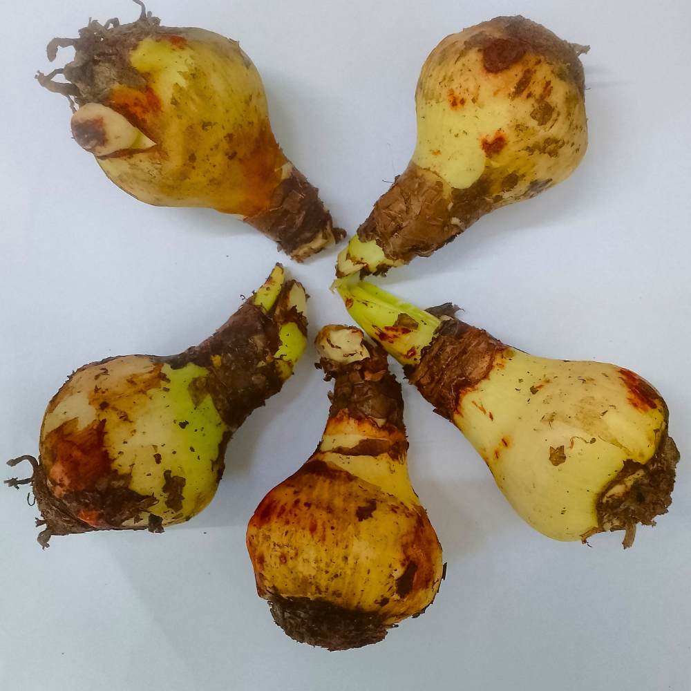 Amaryllis lily Double Red Flower Bulb (05 Bulbs)