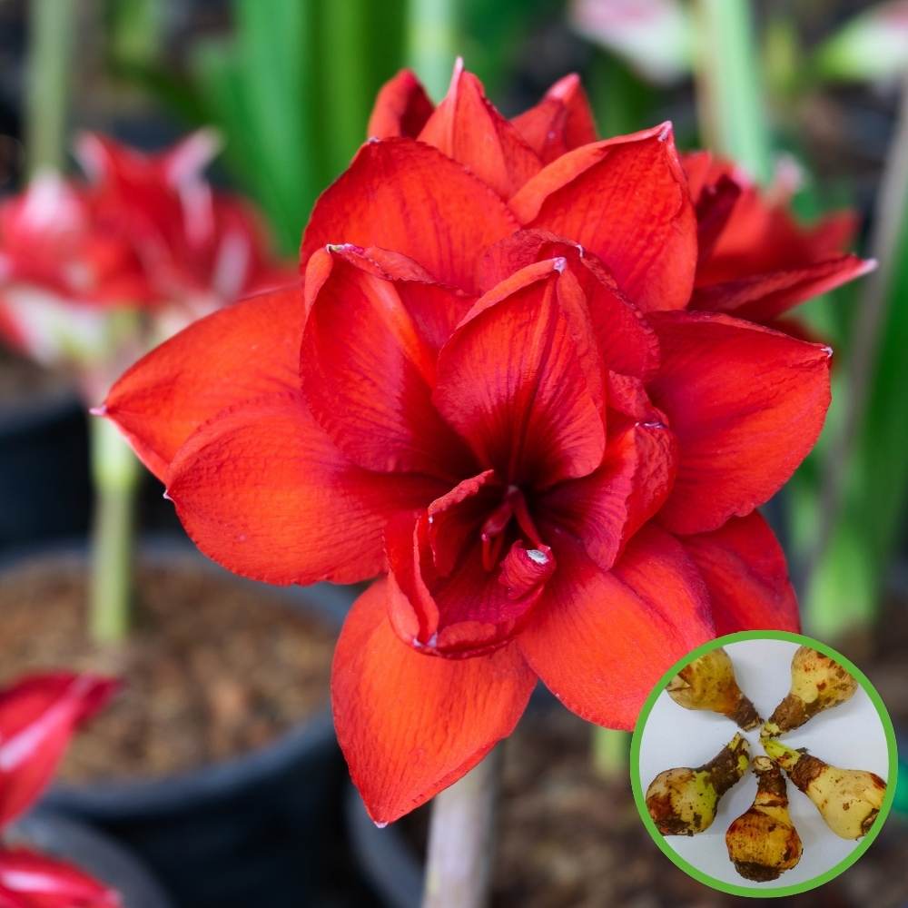 amaryllis lily flower Buy Best Quality Amaryllis lily Double Red Flower Bulb Online