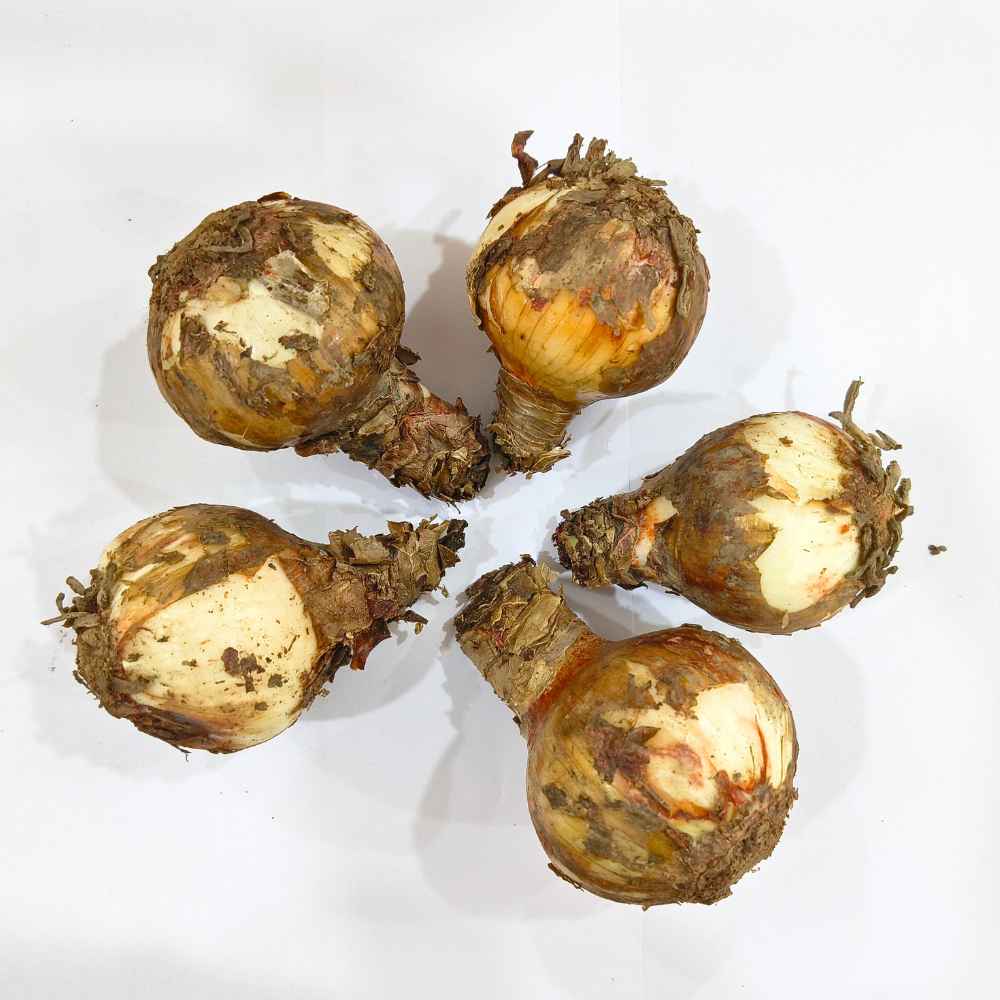 Amaryllis Lily Mix Flower Bulb (05 Bulbs) Easy Growing Flowering Bulbs For Terrace Gardening