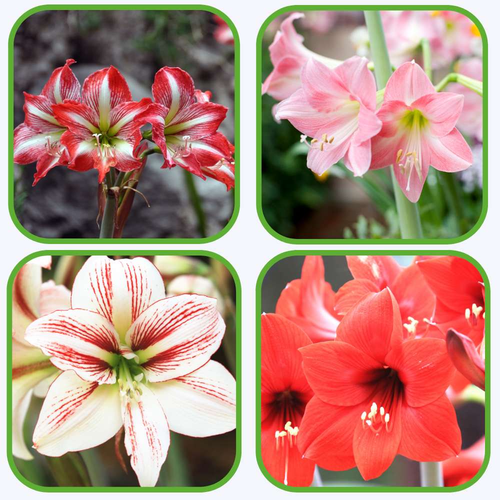 Amaryllis Lily Mix Flower Bulb (05 Bulbs) Easy Growing Flowering Bulbs For Terrace Gardening