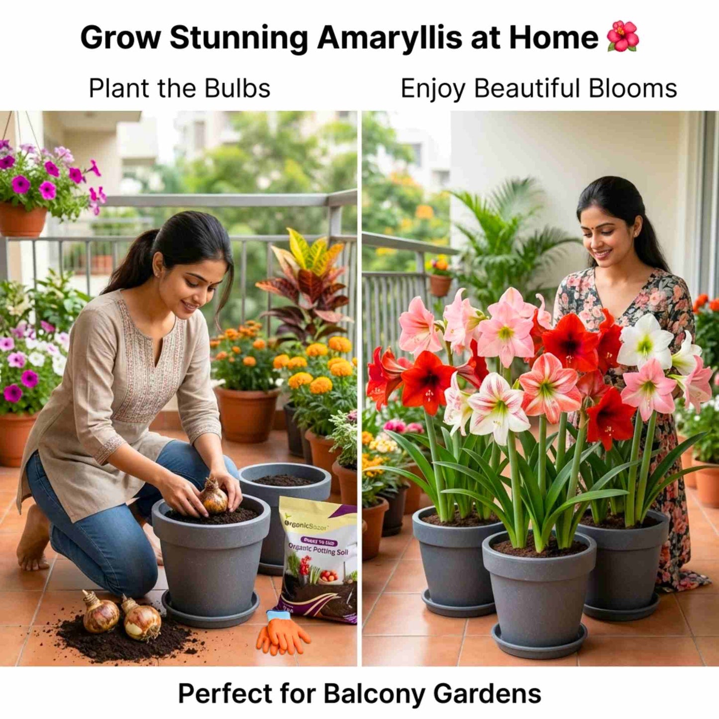 Amaryllis Lily Mix Flower Bulb (05 Bulbs) Easy Growing Flowering Bulbs For Terrace Gardening