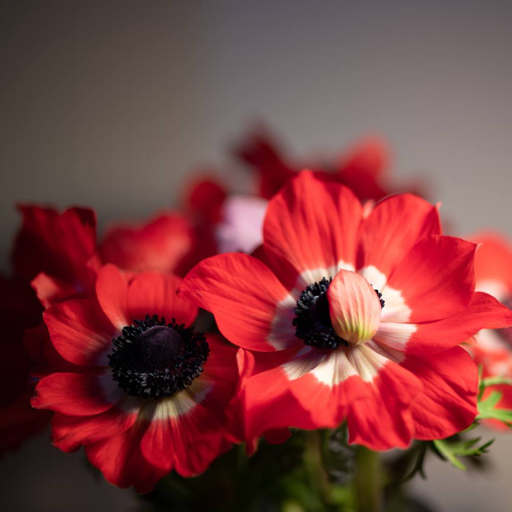 Anemone The Governer (Red) Flower Bulbs (05N)