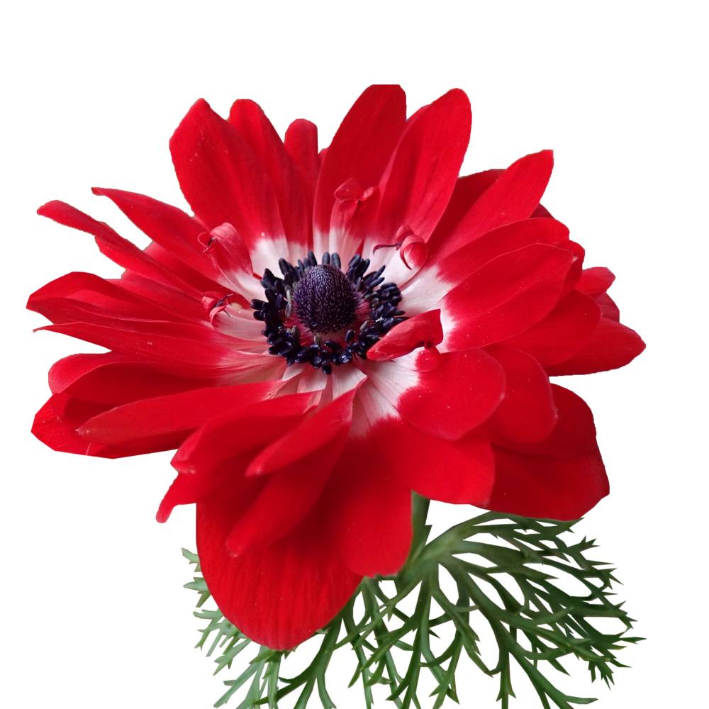 Anemone The Governer (Red) Flower Bulbs (05N)