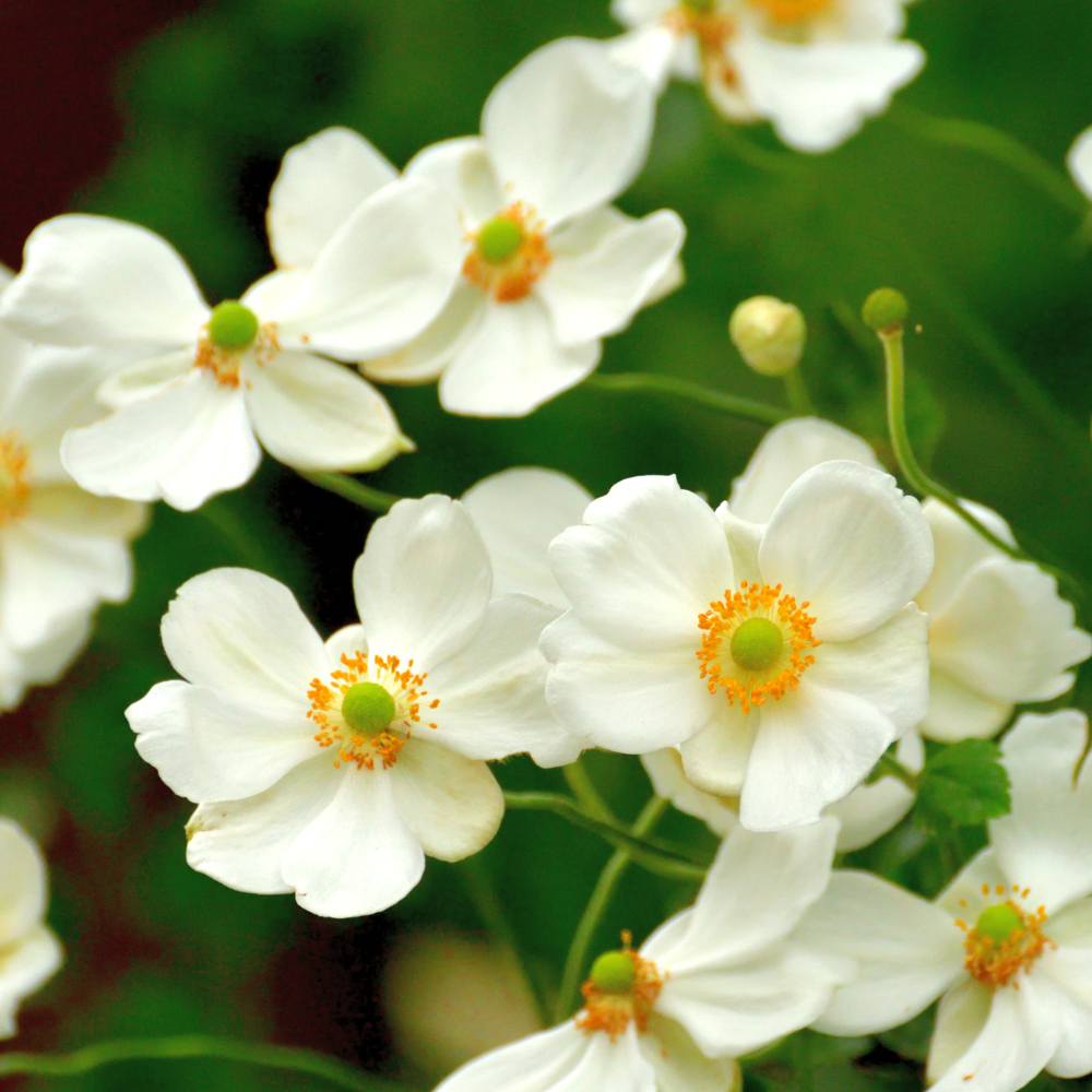 Anemone Mount Everest (White) Flower Bulbs (05 Bulbs)