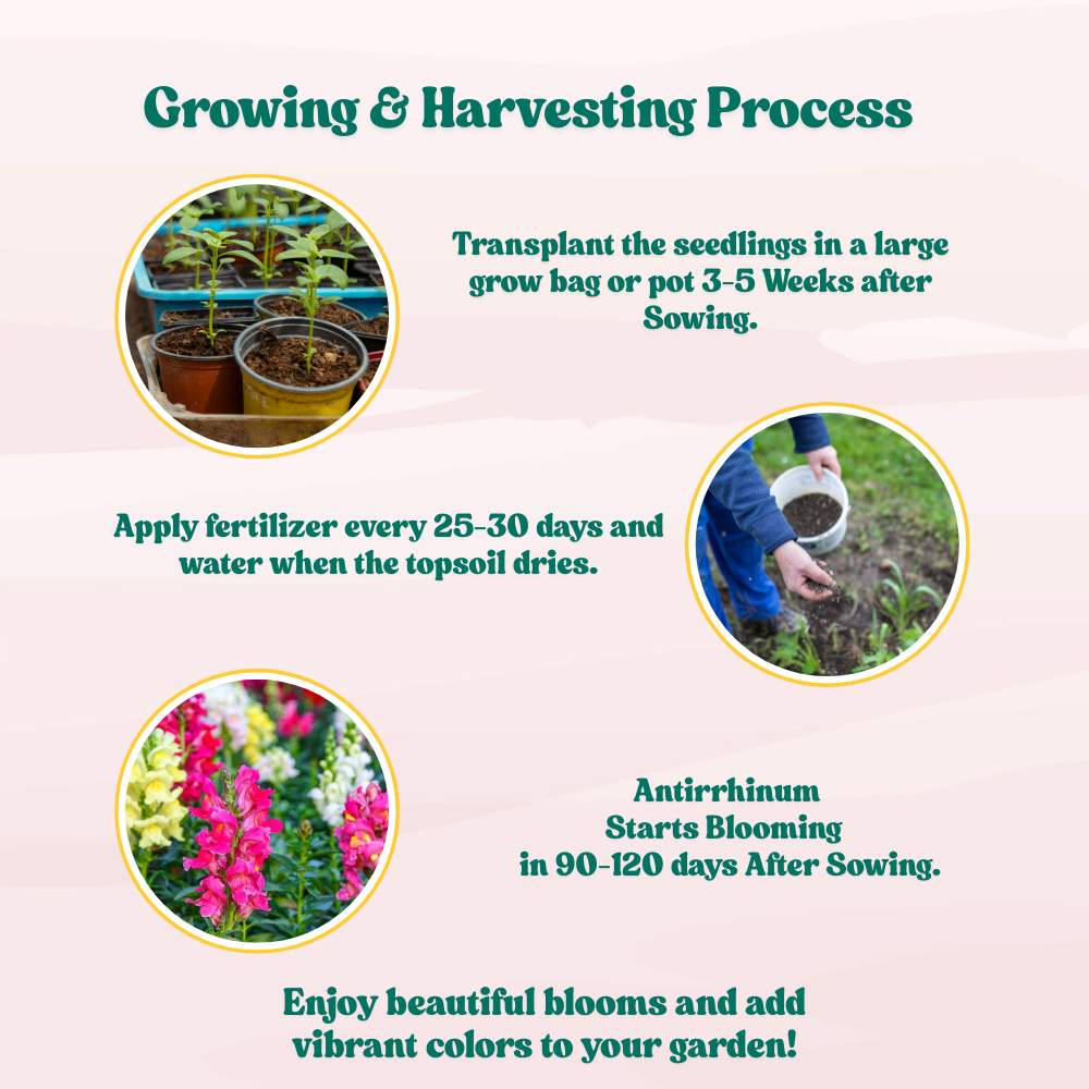 Antirrhinum Semi Tall Mix Seeds (400 Seeds) High Germination/Easy To grow/ Perfect for Terrace gardens