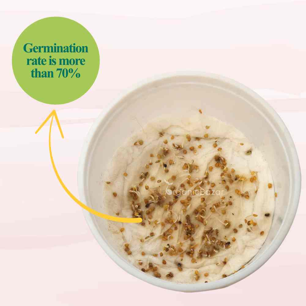 Ashwagandha Seeds - 500 Seeds (अश्वगंधा के बीज) High Germination Rate, Herbal Plant