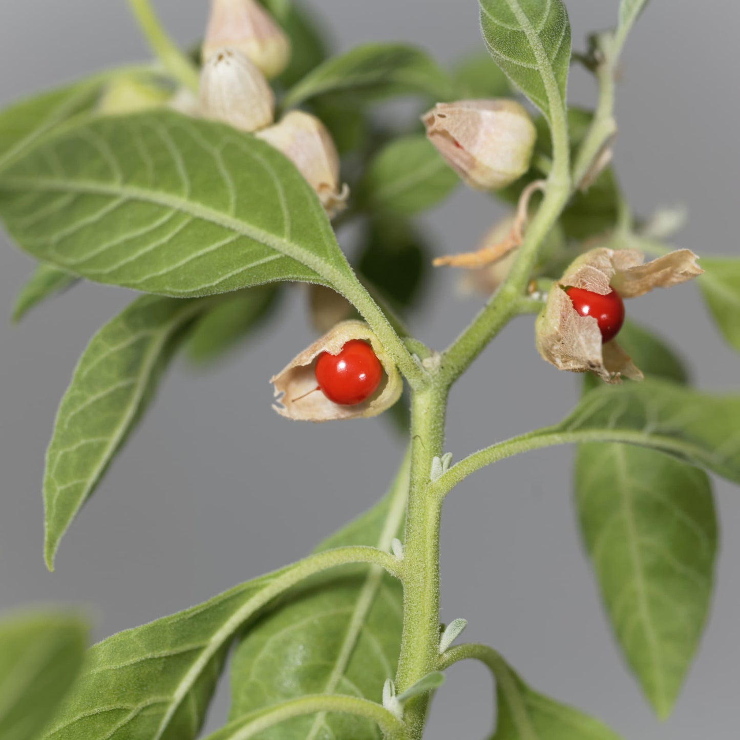 Ashwagandha Seeds - 500 Seeds (अश्वगंधा के बीज) High Germination Rate, Herbal Plant