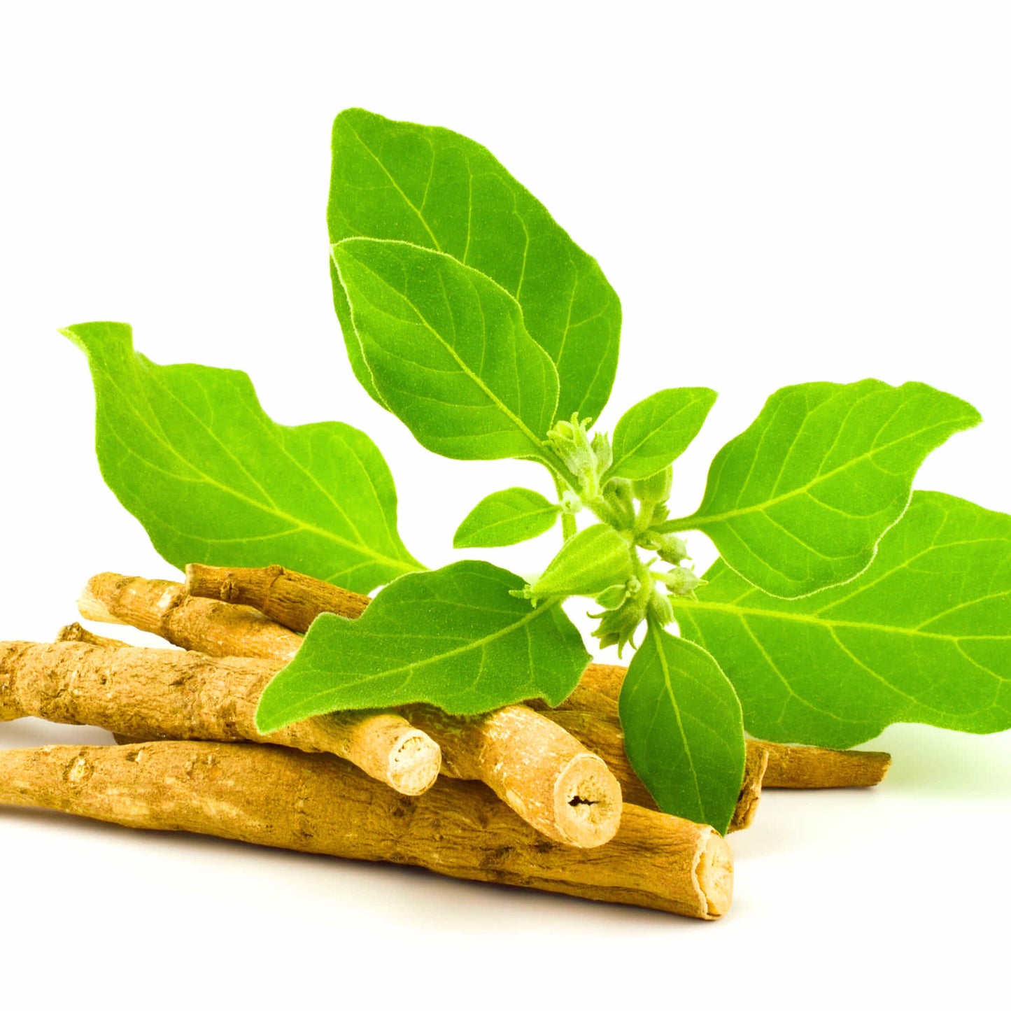 Ashwagandha Seeds - 500 Seeds (अश्वगंधा के बीज) High Germination Rate, Herbal Plant