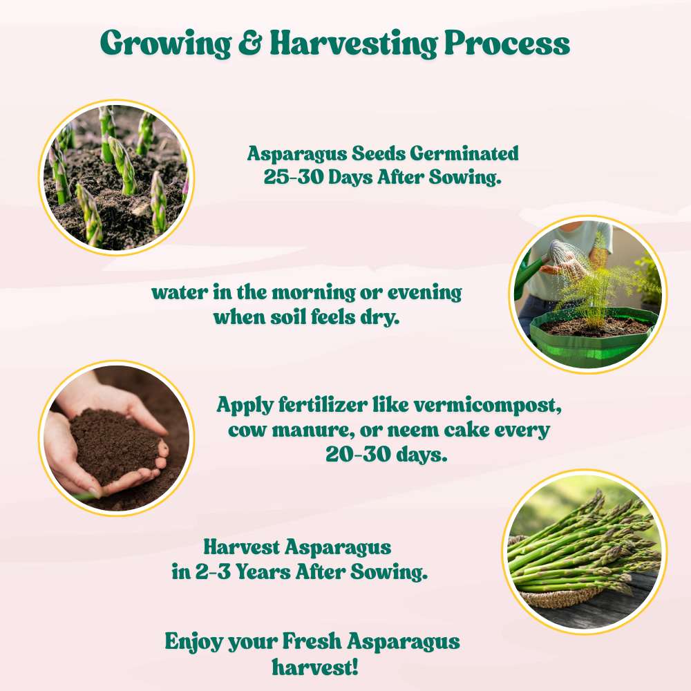 Asparagus Seeds - 50 Seeds (Shatavari/शतावरी के बीज) Premium Quality, High Germination Seeds For Balcony & Terrace Gardening