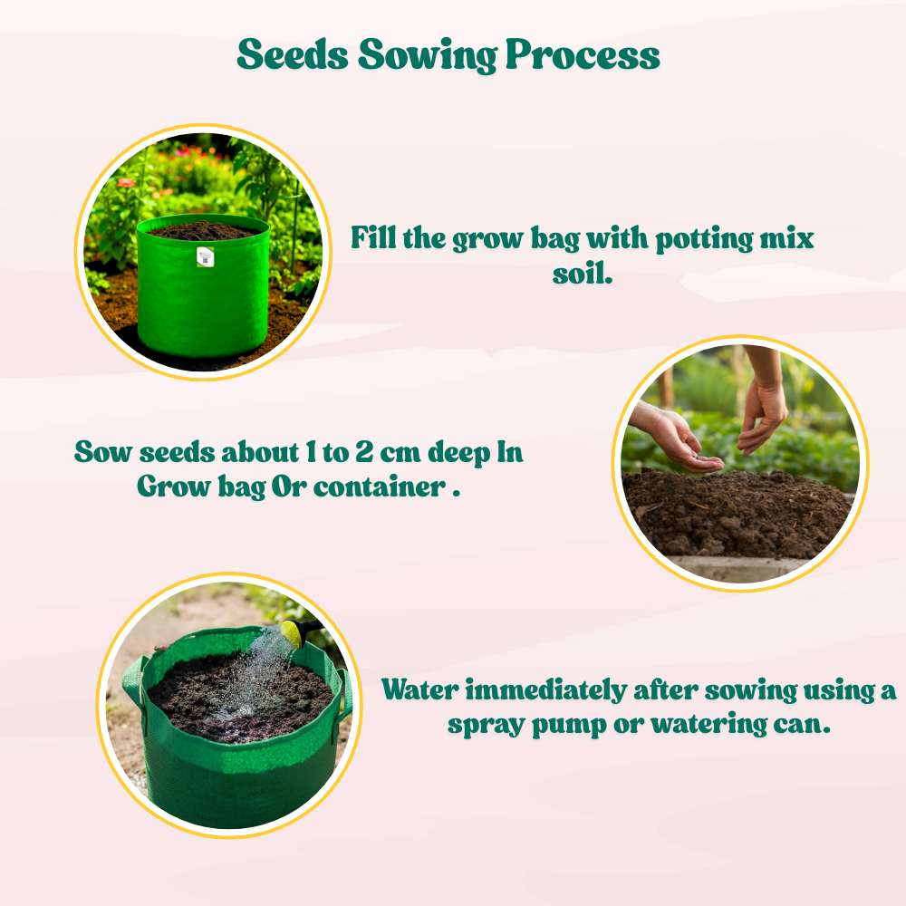 Asparagus Seeds - 50 Seeds (Shatavari/शतावरी के बीज) Premium Quality, High Germination Seeds For Balcony & Terrace Gardening