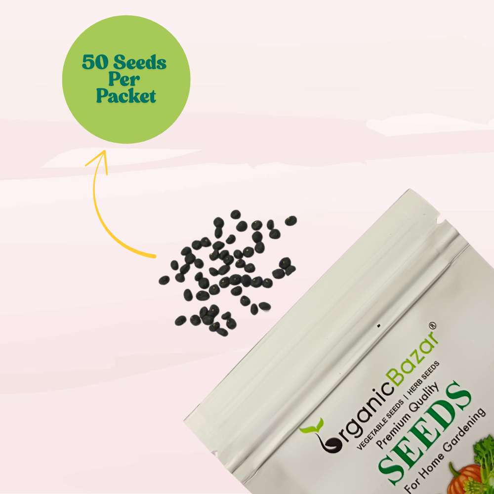 Asparagus Seeds - 50 Seeds (Shatavari/शतावरी के बीज) Premium Quality, High Germination Seeds For Balcony & Terrace Gardening