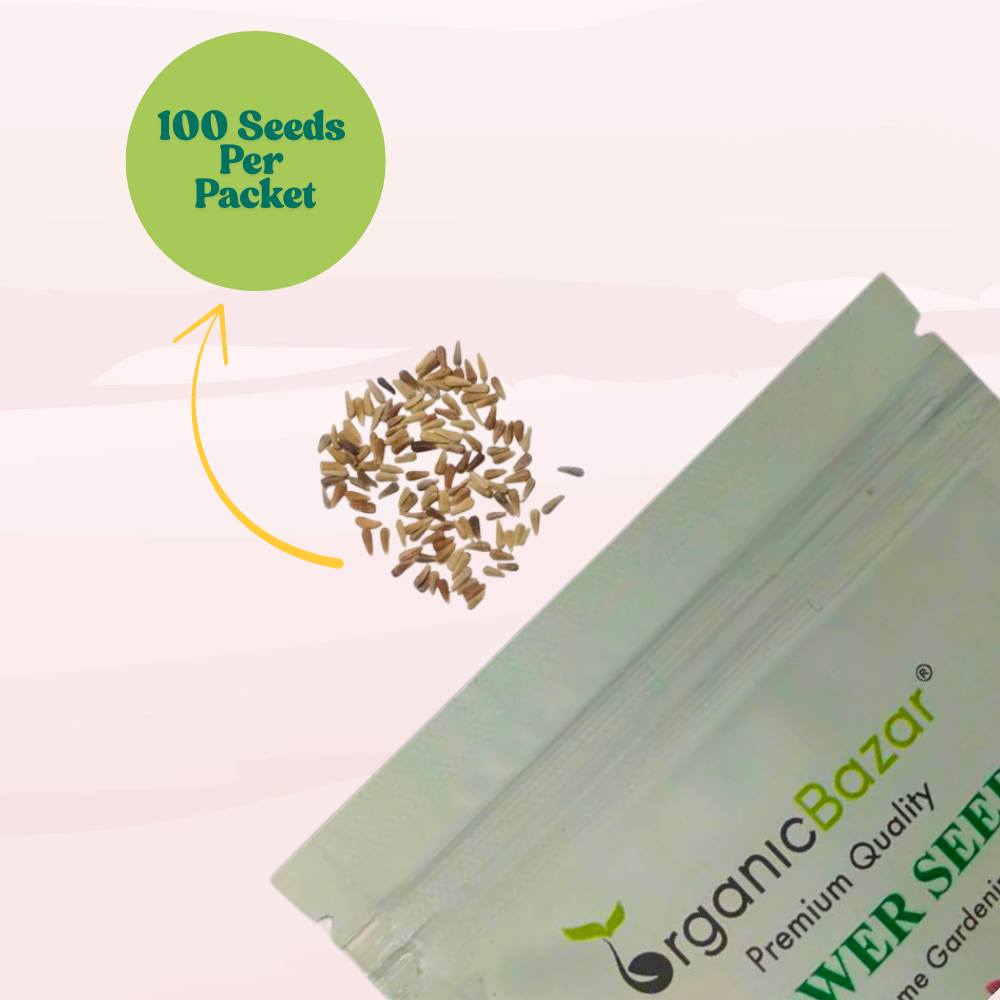 Aster Formula Mix Seeds (100 Seeds) High Germination/Easy To grow/ Perfect for pots, balconies, or Terrace gardens