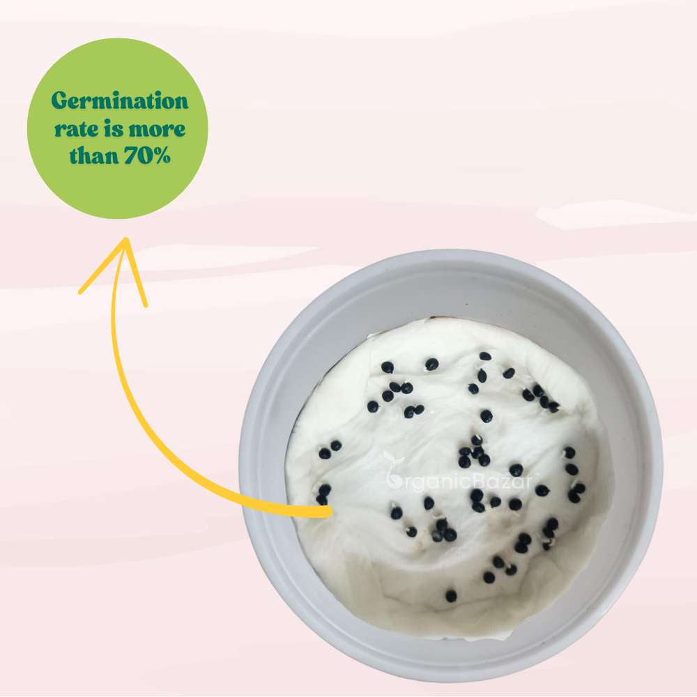 Asparagus Seeds - 50 Seeds (Shatavari/शतावरी के बीज) Premium Quality, High Germination Seeds For Balcony & Terrace Gardening