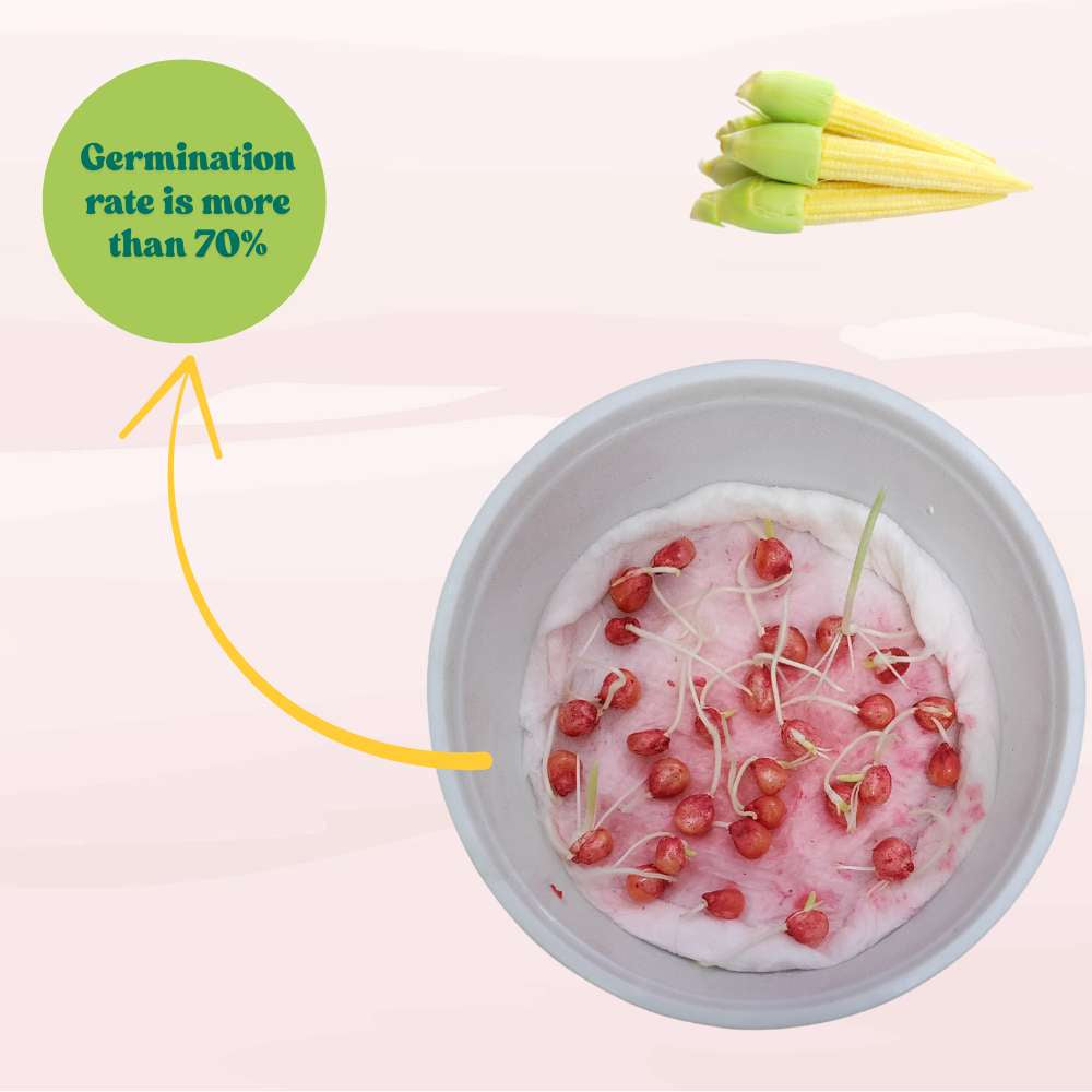 Baby Corn (Makka) Seeds - 30 Seeds (मक्का के बीज) High Germination, Easy to Grow, Premium Quality Baby Corn Seeds for Kitchen Gardening