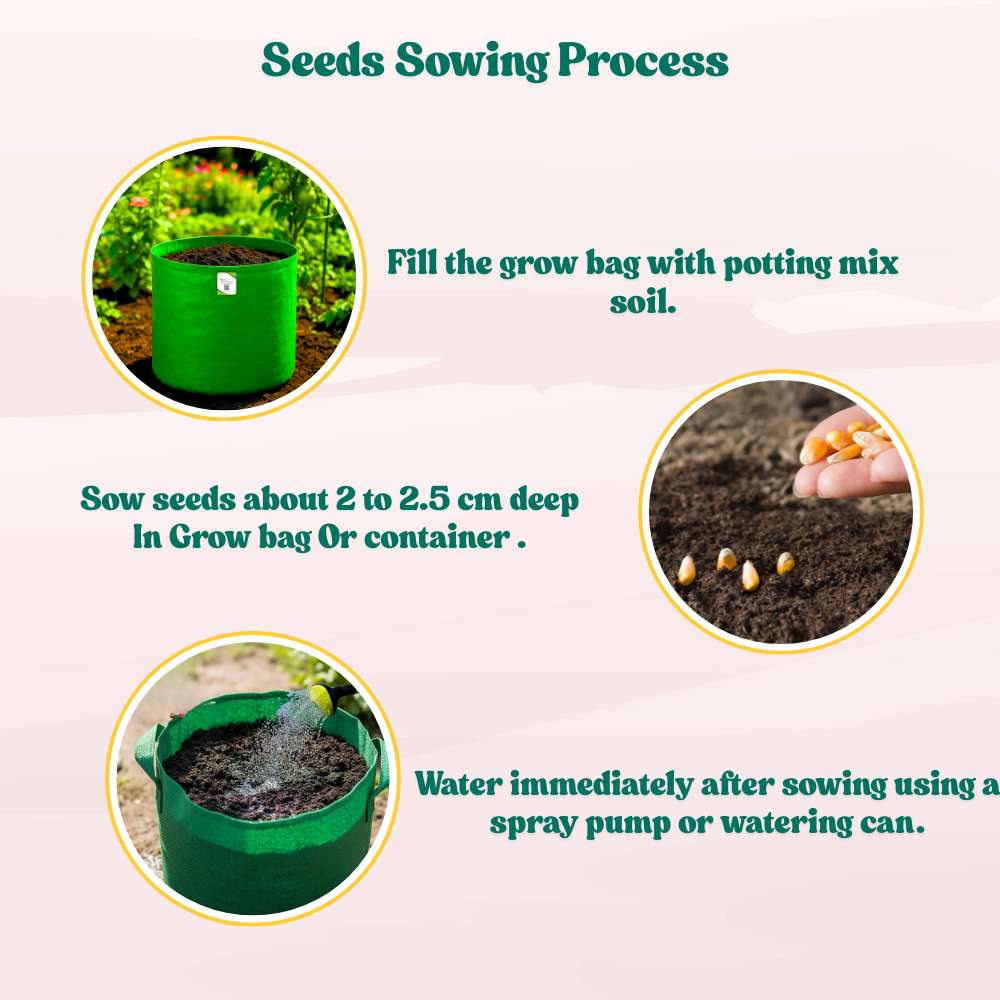 Baby Corn (Makka) Seeds - 30 Seeds (मक्का के बीज) High Germination, Easy to Grow, Premium Quality Baby Corn Seeds for Kitchen Gardening