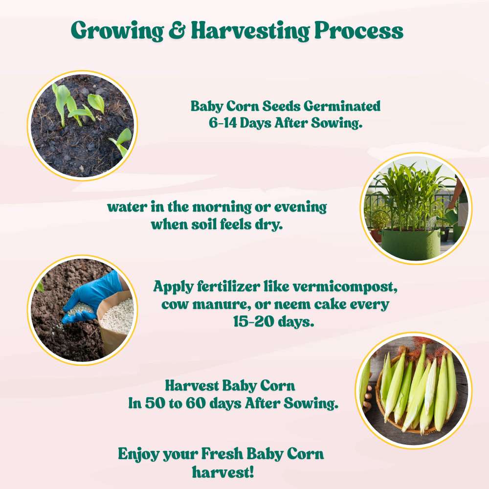 Baby Corn (Makka) Seeds - 30 Seeds (मक्का के बीज) High Germination, Easy to Grow, Premium Quality Baby Corn Seeds for Kitchen Gardening