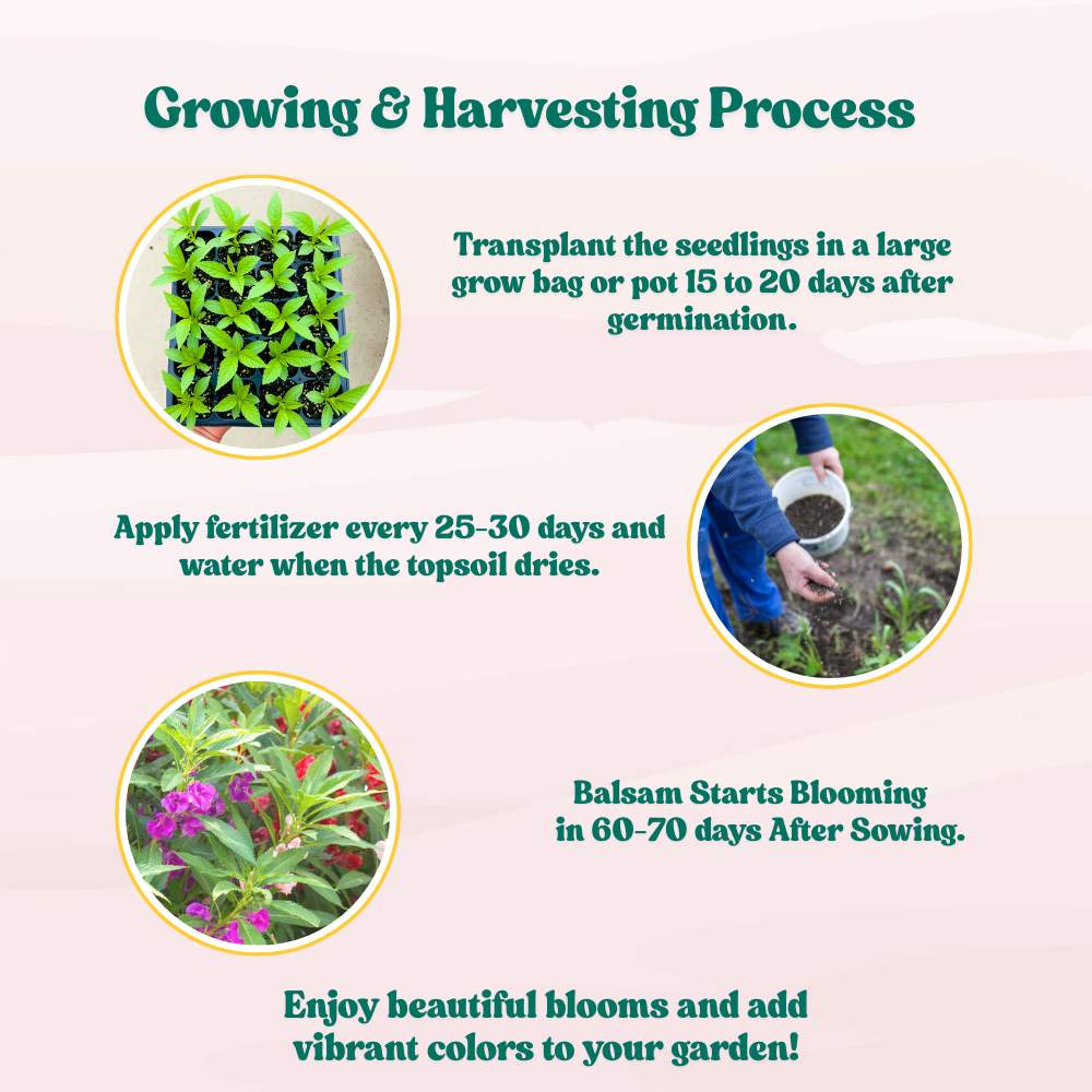 Balsam Bush Flower Mixed Seeds - (100 Seeds) (Gulmehndi/गुलमेहंदी के बीज) High Germination/ Easy to grow/Colorful Flower Seeds for Balcony & Terrace Garden