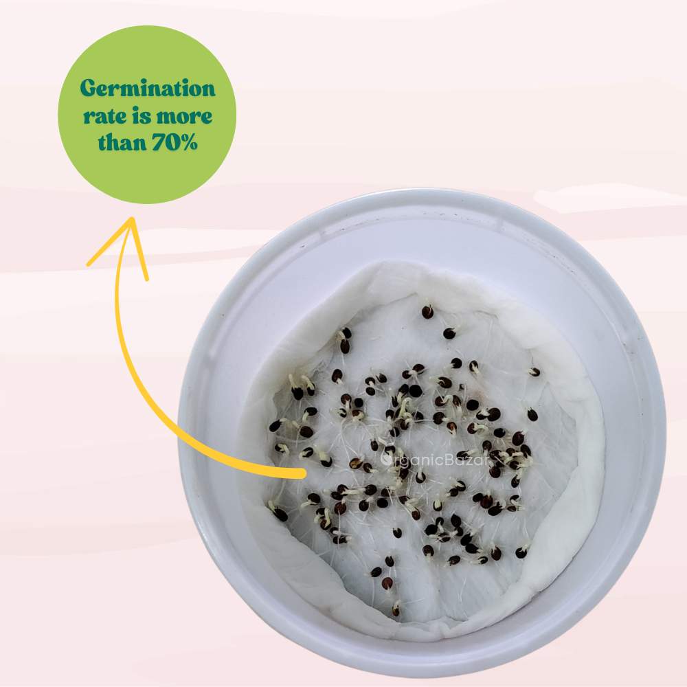 Balsam Bush Flower Mixed Seeds - (100 Seeds) (Gulmehndi/गुलमेहंदी के बीज) High Germination/ Easy to grow/Colorful Flower Seeds for Balcony & Terrace Garden