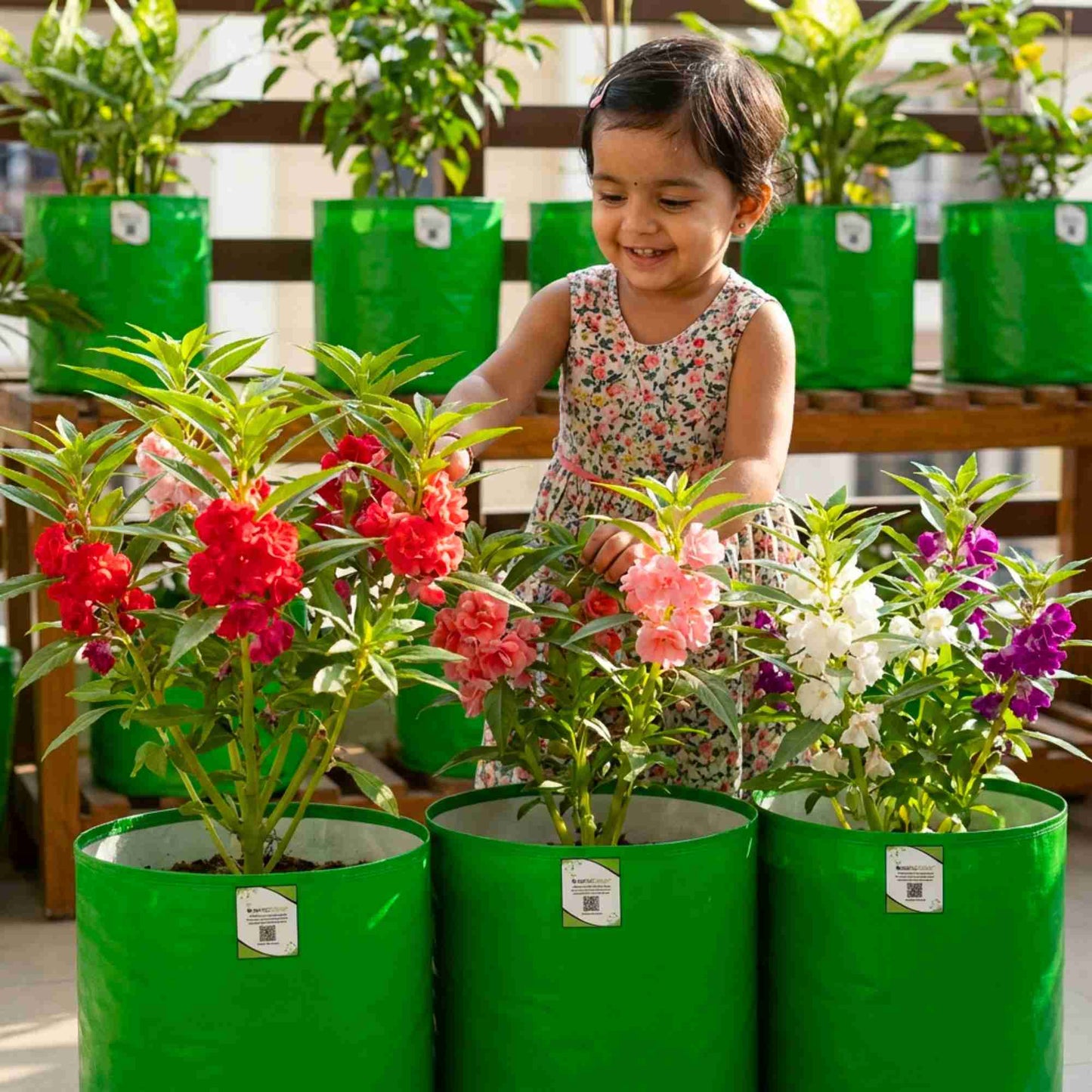 Balsam Camellia Flowered Mix Seeds - 100 Seeds (Gulmehndi/गुलमेहंदी के बीज) High Germination/ Easy to grow/Colorful Flower Seeds for Balcony & Terrace Garden
