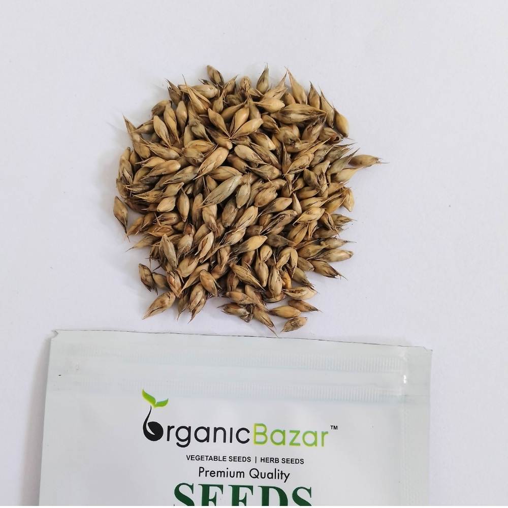 Bamboo Plant Seeds (Dendrocalamus Strictus) - 200 Seeds