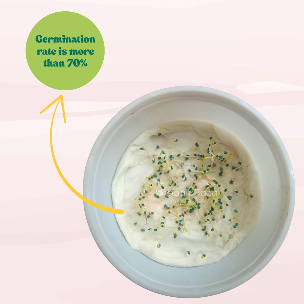 Basil Green Long (Clause) Seeds - 200 Seeds (Tulsi/तुलसी के बीज) High Germination/Perfect for pots, balconies, or Terrace gardens