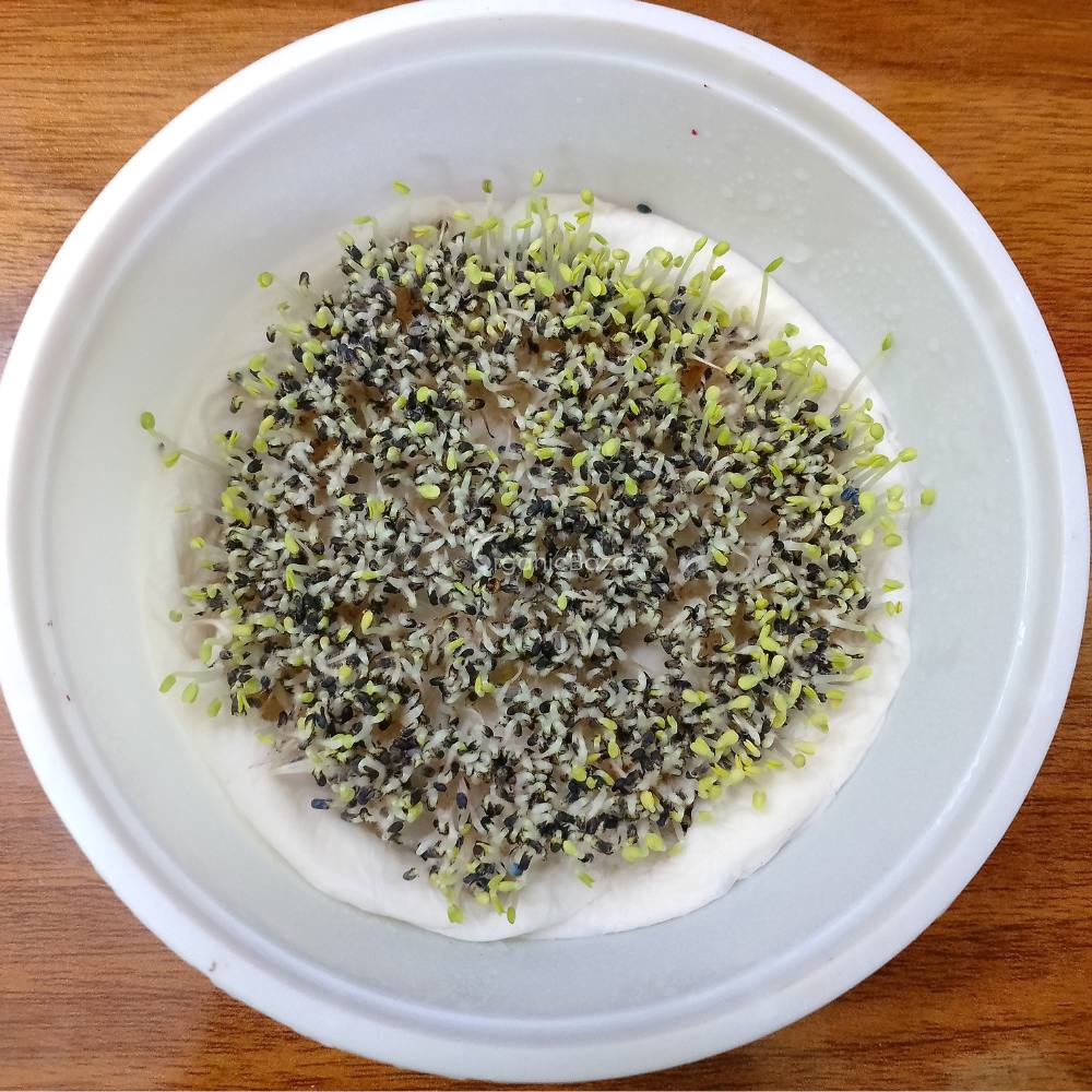Basil Microgreen Seeds - 10g (Tulsi/तुलसी के बीज)